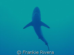Silky Shark @ Gladden Spit, Belize C.A.
 by Frankie Rivera 